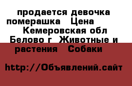 продается девочка померашка › Цена ­ 30 000 - Кемеровская обл., Белово г. Животные и растения » Собаки   